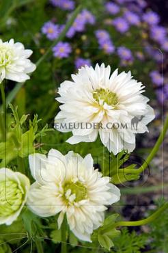 Coronaria Mount Everest Anemone Mount Everest 7/8 (x 250)