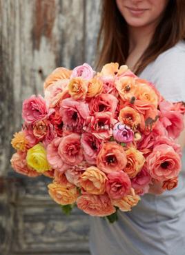 Friandine Salmon Ranunculus Friandine Salmon 3/5 (250)