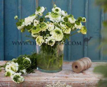 Reinette White Ranunculus Reinette White 3/5 (250)