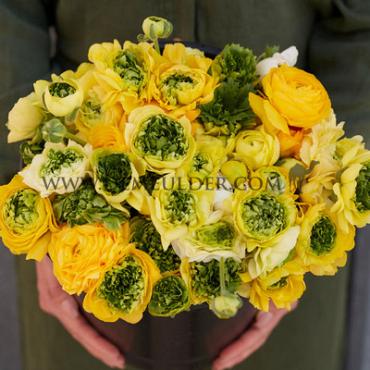 Reinette Yellow Ranunculus Reinette Yellow 3/5 (250)