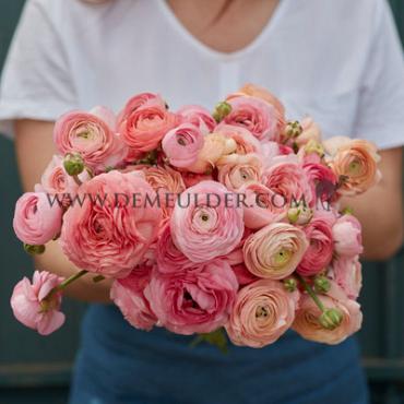 Amandine Wedding Pastel Ranunculus Wedding Pastel 3/5 (250)