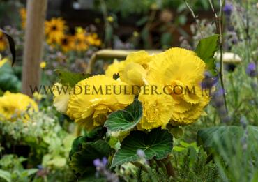Fimbriata Yellow Begonia Fimbriata Yellow 6/7 (x 250)
