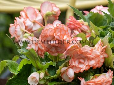Other Marmorata Begonia Marmorata 5/6 (x 250)