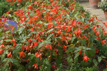 Bertinii Begonia Bertini Boliviensis 18/20 (x 100)