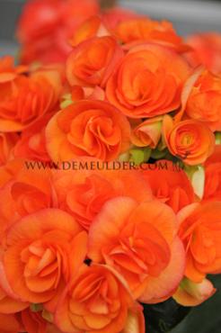 Non-Stop Orange Begonia Non-Stop Orange 4/5 (x 250)
