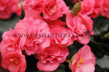 Non-Stop Pink Begonia Non-Stop Pink 4/5 (x 250)