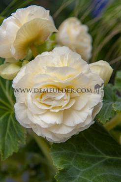 Non-Stop White Begonia Non-Stop White 4/5 (x 250)