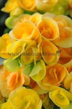 Non-Stop Yellow Begonia Non-Stop Yellow 4/5 (x 250)