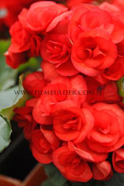 Non-Stop Red Begonia Non-Stop Red 4/5 (x 250)