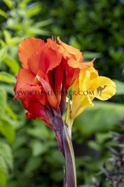 Green Leaves Cleopatra Canna Cleopatra, green leaves (x 10)
