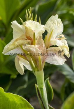 Green Leaves Fantasy Canna Fantasy, green leaves (x 10)