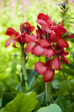 Green Leaves Firebird Canna Firebird, green leaves (x 10)