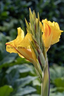 Green Leaves Lucifer Canna Lucifer, green leaves (x 10)