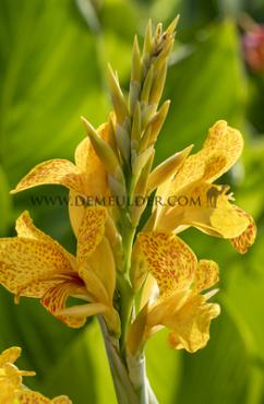 Green Leaves Picasso Canna Picasso, green leaves (x 10)