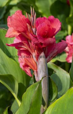 Green Leaves Pink Beauty Canna Pink Beauty, green leaves (x 10)