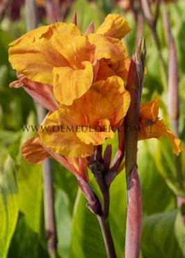 Green Leaves Pretoria Canna Pretoria, green leaves (x 10)
