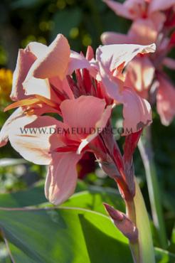 Green Leaves Salmon Beauty Canna Salmon Beauty, green leaves (x 10)