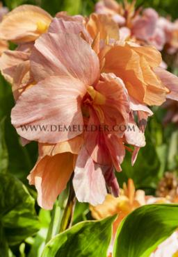 Green Leaves Shining Salmon Canna Shining Salmon, green leaves (x 10)