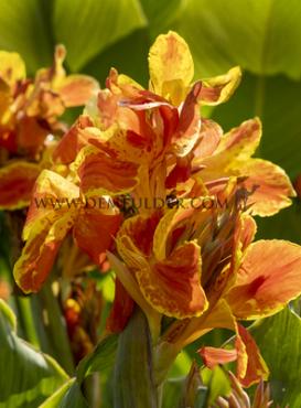 Green Leaves Tarouking Canna Tarouking, green leaves (x 10)