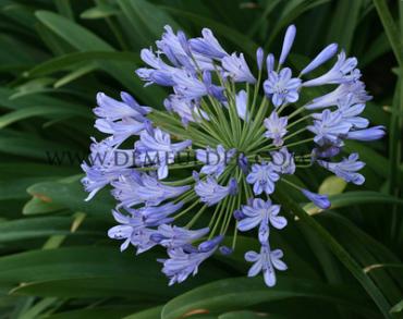 Blue Globe Agapanthus Blue Globe (x 50)