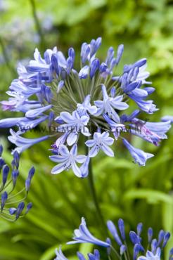 Blue Triumphator Agapanthus Blue Triumphator (x 50)