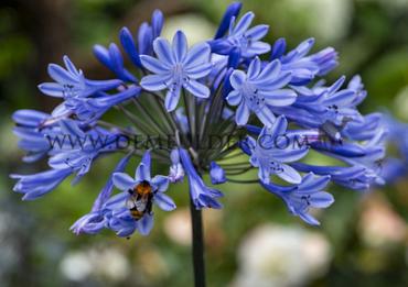 Intermedius Agapanthus Intermedius (x 50)