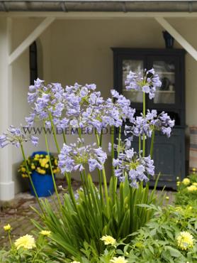 Funnel Peter Pan Agapanthus Peter Pan (x 50)