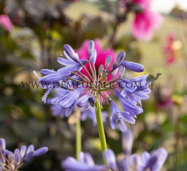Salver Pinocchio Agapanthus Pinocchio (x 50)