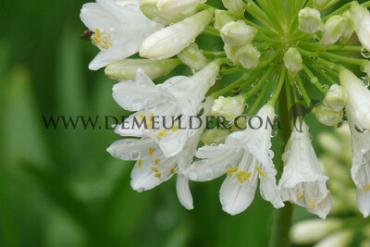 Polar Ice Agapanthus Polar Ice (x 50)