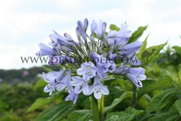 Silberpfeil Agapanthus Silberpfeil (x 50)