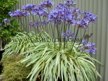 Tinkerbell Agapanthus Tinkerbell (x 50)