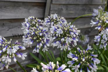 Africanus Twister Agapanthus Twister (x 50)