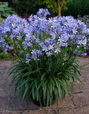 Wolga Agapanthus Wolga (x 50)