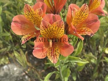 Callisto Alstroemeria Callisto ( x100)
