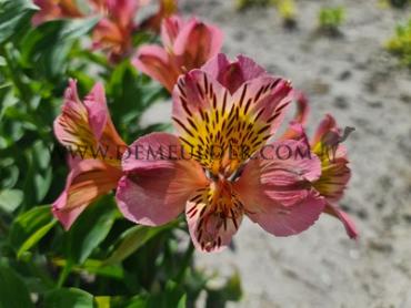Flirt Alstroemeria Flirt ( x100)