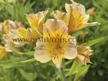 Jupiter Alstroemeria Jupiter ( x100)