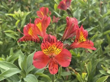 Mars Alstroemeria Mars ( x100)