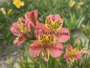 Cahors Alstroemeria Cahors ( x100)
