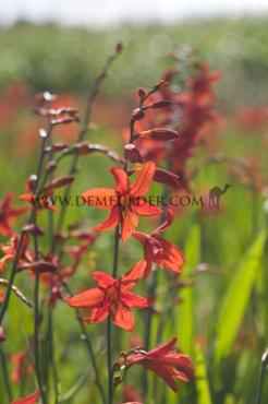 Crocosmiiflora Babylon Crocosmia Babylon 8/+ (x 250)