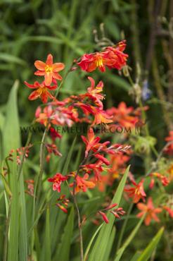 Crocosmiiflora Carmin Brilliant Crocosmia Carmin Brilliant 7/+ (x 250)