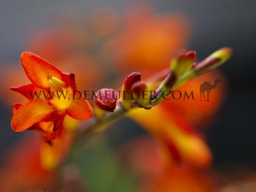 Amber Glow Crocosmia Amber Glow 8/+ (x 250)