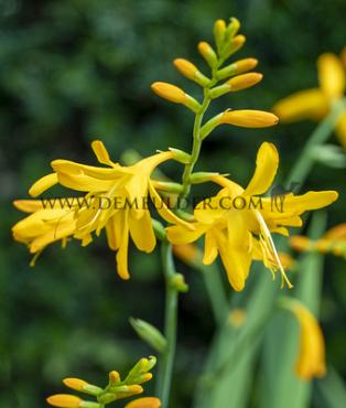 Crocosmiiflora John Boots Crocosmia John Boots 7/+ (x 250)