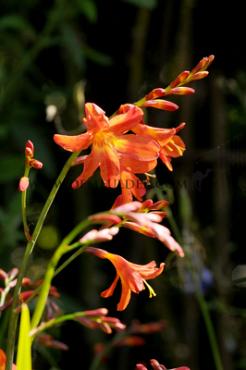 Crocosmiiflora Prince Of Orange Crocosmia Prince Of Orange 6/+ (x 250)