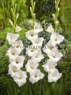 Large Flowered Alexander The Great Gladiolus Alexander The Great 14/+ (x 250)