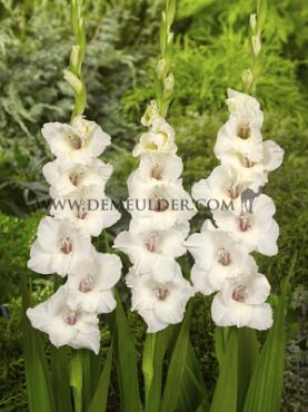 Large Flowered Amsterdam Gladiolus Amsterdam 14/+ (x 250)