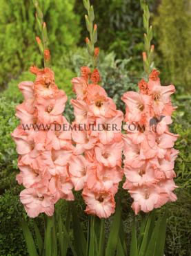 Large Flowered Ben Venuto Gladiolus Ben Venuto 14/+ (x 250)