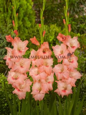 Large Flowered Chanson Gladiolus Chanson 14/+ (x 250)