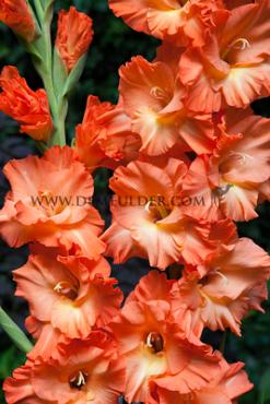 Large Flowered Frizzle Gladiolus Frizzle 14/+ (x 250)