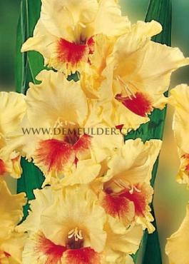 Large Flowered Jester Gladiolus Jester 14/+ (x 250)