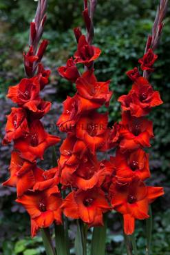 Large Flowered Oscar Gladiolus Oscar 14/+ (x 250)